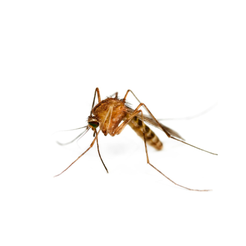 Control de Mosquitos